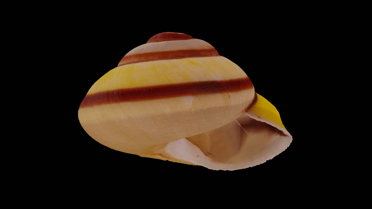 Papuina klaarwateri